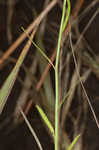 Canby's lobelia